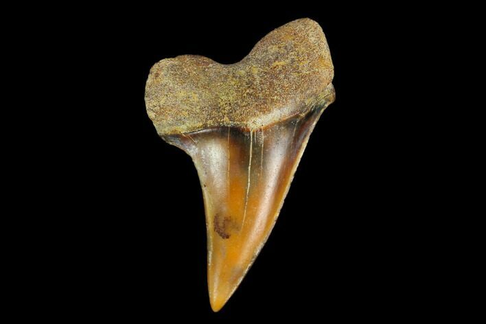 Colorful White/Mako Shark Tooth Fossil - Sharktooth Hill, CA #114035